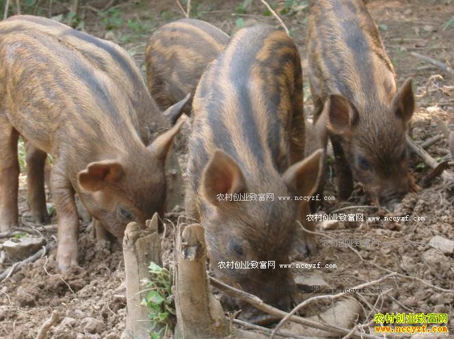 重庆铜梁安陆海辞职养野猪年赚50万元