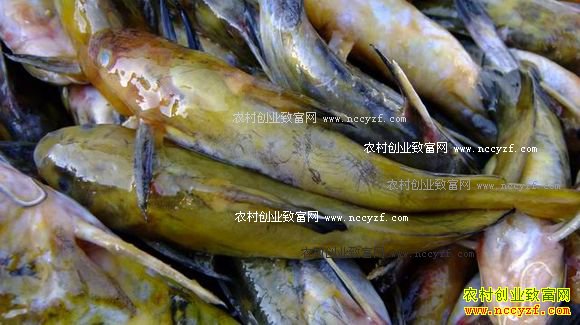 重庆云阳:长江鱼虾供不应求 江鱼价格攀升