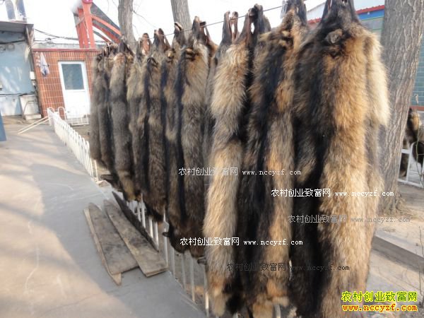 2016年貂皮貉皮行情分析:近期貂皮交易活跃