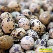 <b>ȵǮһ2016922ȵ۸</b>