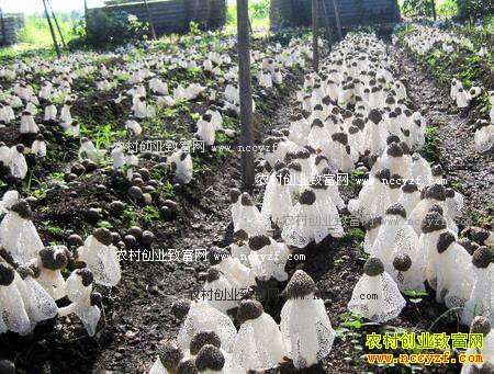 江西龙南县:竹荪种植成农民致富好项目