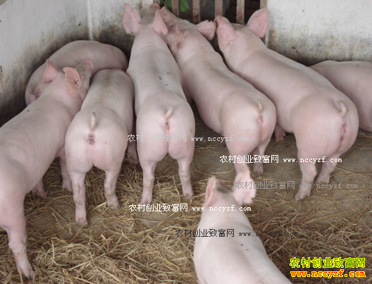 2016年国庆生猪价格行情预测:跌势能否转变?
