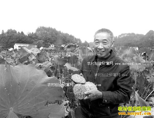 重庆南川田德安种植莲子新品种巴莲效益高