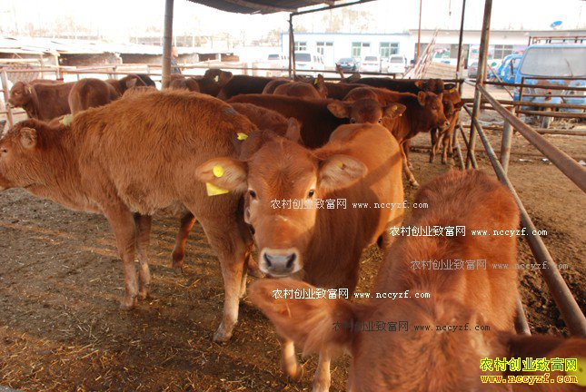 秋季养牛如何预防肉牛寄生虫病?