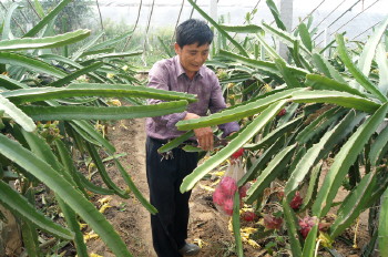 山东阳谷:大棚种植火龙果品质好、效益高