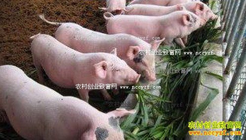 广西宜州“养猪大王”黄茂才的养猪致富经