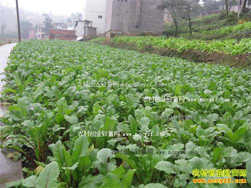 重庆南川:种植胭脂红萝卜成农民致富好项目