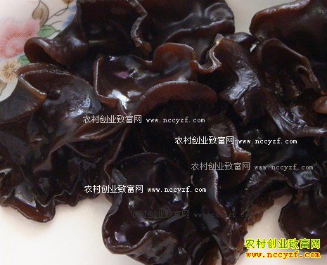黑龙江金山屯苏红伟 1000元开始黑木耳创业到年产值900万