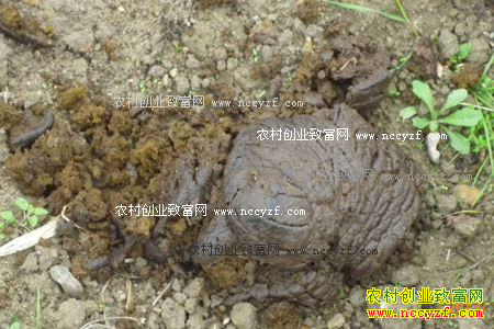 牛粪有什么用途 牛粪的无害化处理技术