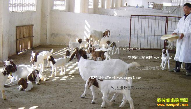 秋季养羊常见病的防治技术大全