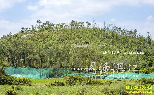 广东廉江80后大学生林荣标返乡养山鸡创业致富