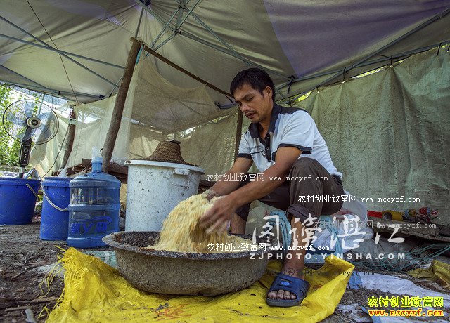 广东廉江80后大学生林荣标返乡养山鸡创业致富