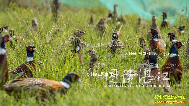 广东廉江80后大学生林荣标返乡养山鸡创业致富