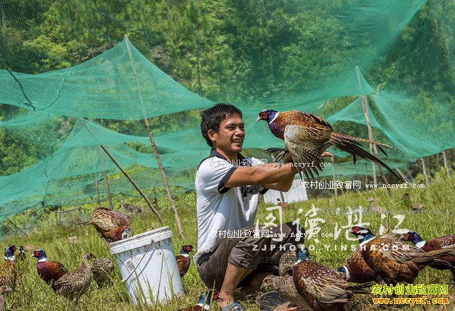 广东廉江80后大学生林荣标返乡养山鸡创业致富