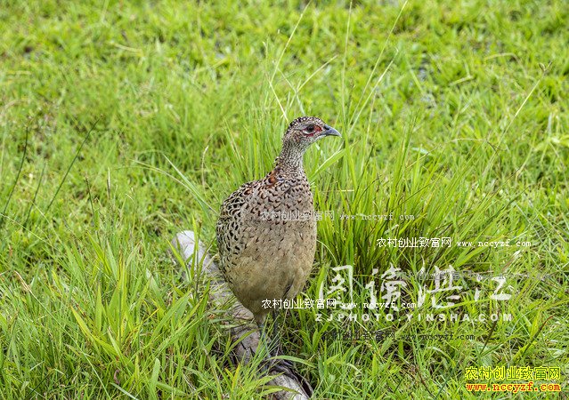 广东廉江80后大学生林荣标返乡养山鸡创业致富