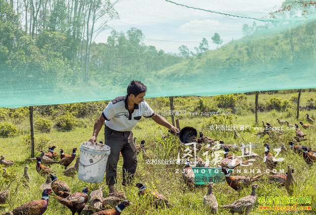 广东廉江80后大学生林荣标返乡养山鸡创业致富