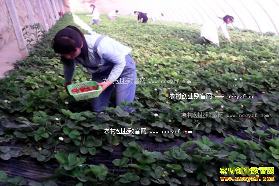 新疆伊犁朱法辉一亩大棚蘑菇套种草莓收入10万