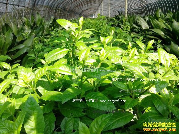 河北张家口李鹏飞种植野菜7个月盈利40万元
