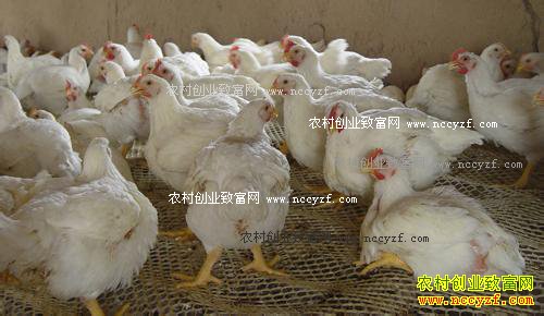 2016年10月肉鸡价格行情预测