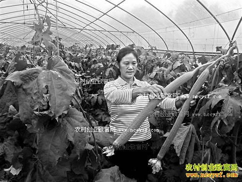 重庆南川姜国强种植顶花翡翠丝瓜亩产4000斤效益高