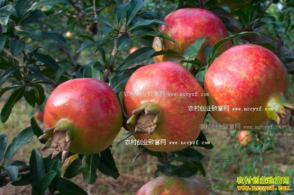 2017年种石榴赚钱吗 购销两旺石榴种植前景看好