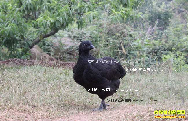 乌骨鸡养殖