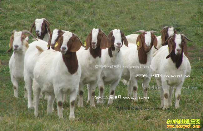 羊养殖