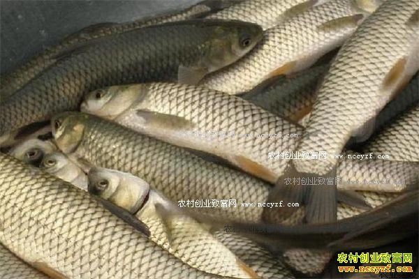 2016年10月草鱼价格行情:两湖草鱼最低价4.5元/斤
