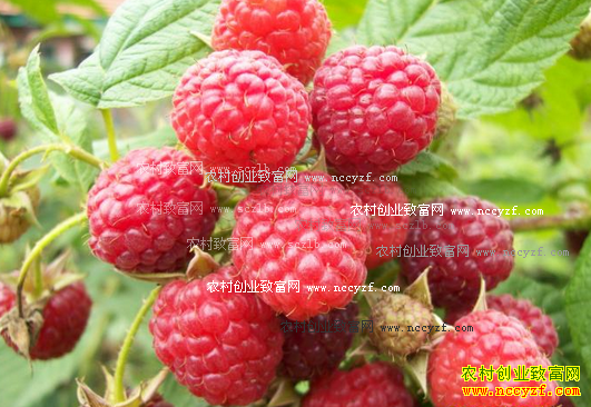 覆盆子功效、种植前景及种植技术要点
