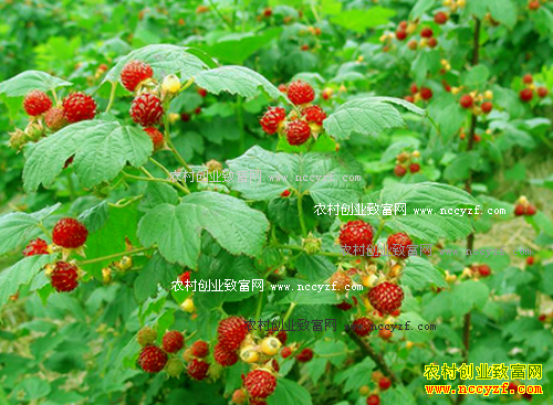 覆盆子功效、种植前景及种植技术要点