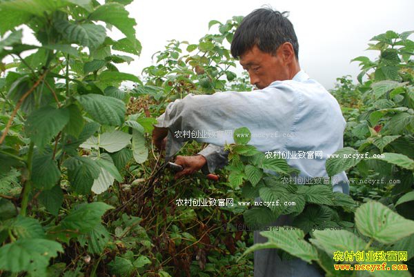 覆盆子功效、种植前景及种植技术要点
