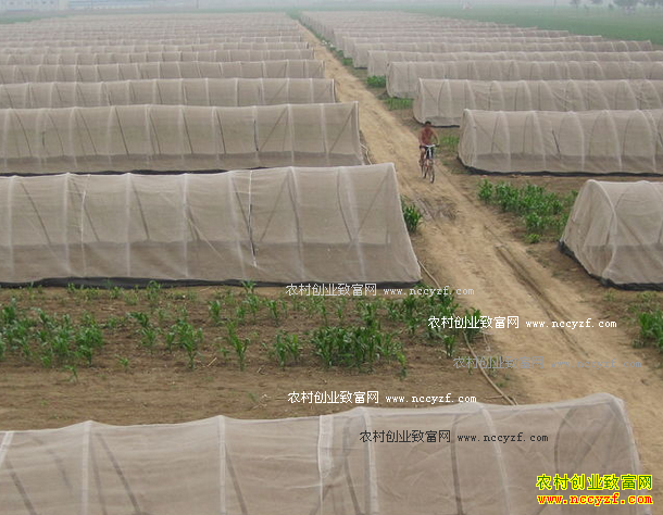 蚂蚱养殖前景怎样:蚂蚱销路广 养殖蚂蚱好赚钱