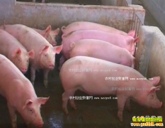 <b>2017年生猪价格行情预测:明年猪价格有望恢复高位</b>