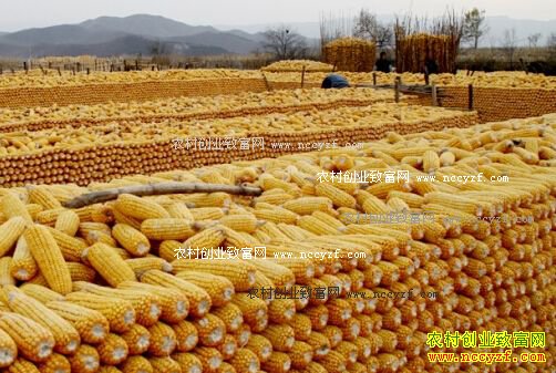 2016年10月玉米价格行情:玉米价格趋于稳定