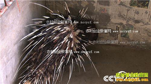 带刺儿的生意赚来千万财