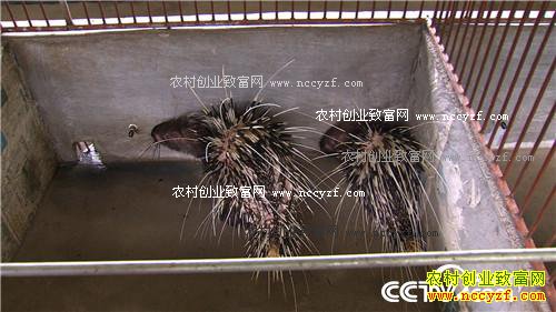 致富经:带刺儿的生意赚来千万财 10月24日