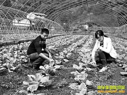 重庆綦江鄢训种植泡菜辣椒1亩年纯收入5000元以上
