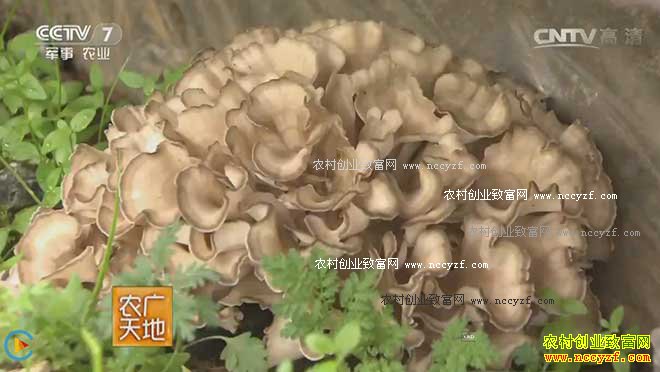 [农广天地]林下栗蘑种出致富路 20161101