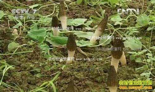 [科技苑]从野生到大田种植的羊肚菌 20161010