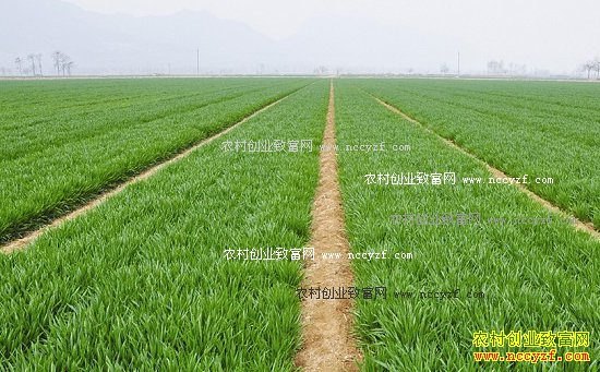 小麦高产种植管理技术“五字经”