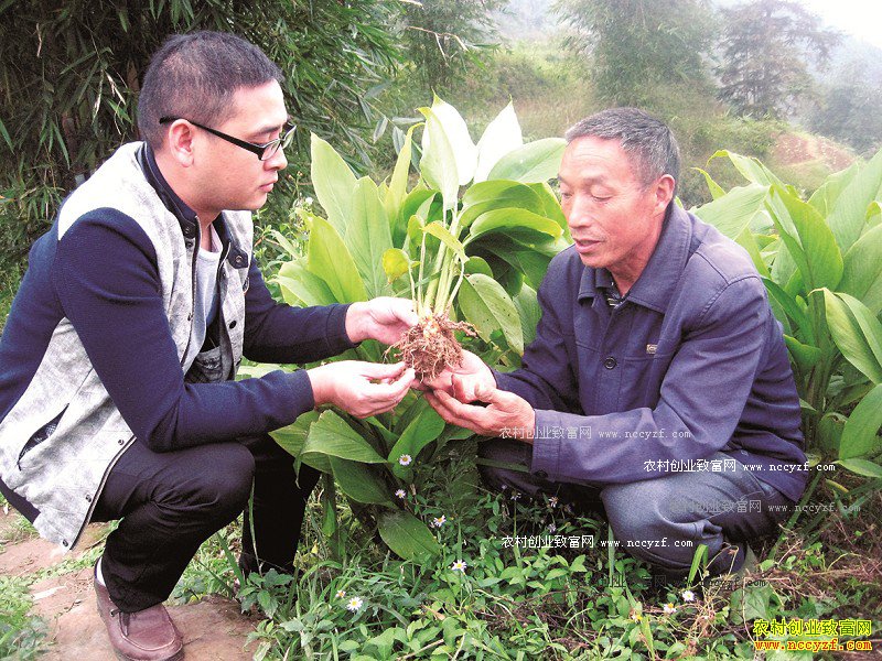 中药材郁金种植前景及郁金种植技术要点