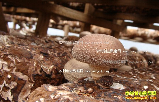 宁夏吴忠利通区:大棚种香菇成农民致富好项目
