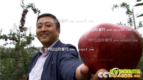 致富经:换个地方卖苹果如何多卖三倍价 11月8日