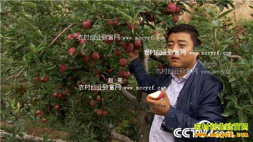 致富经:换个地方卖苹果如何多卖三倍价 11月8日