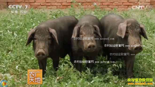 [农广天地]辽宁建昌陈钊养殖荷包猪市场热销