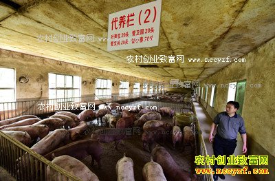 代养生猪赚钱吗:湖南临澧孙元国代养生猪年入15万元