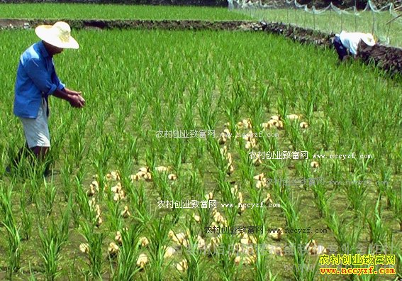 [每日农经]鸭子来帮忙 稻花香大米身价涨