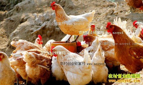 2016年11月毛鸡价格行情：毛鸡供大于求价格持续走低