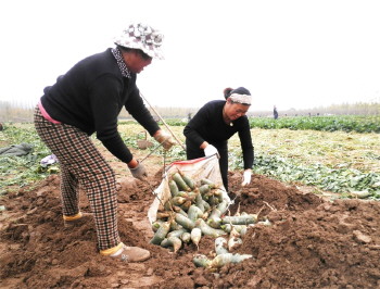 山东郯城:巧埋萝卜味美价高赛水果