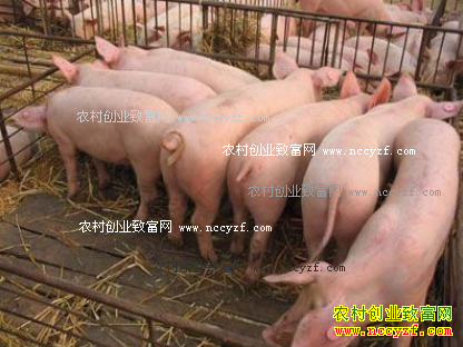 2016年11月四川生猪价格行情:猪价将继续窄幅调整